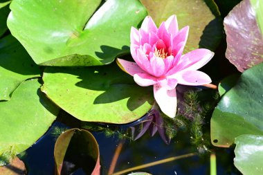 Gölette büyüyen nilüfer çiçeği