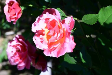 Güneş ışığı altında açan narin gül çalısı.