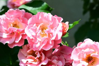 Güneş ışığı altında açan narin gül çalısı.