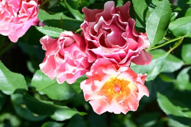 Güneş ışığı altında açan narin gül çalısı.