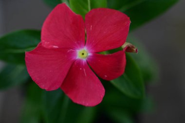 Bahçede açan güzel çiçeğin yakın görüntüsü