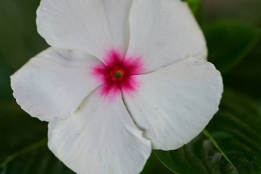 Bahçede açan güzel çiçeğin yakın görüntüsü