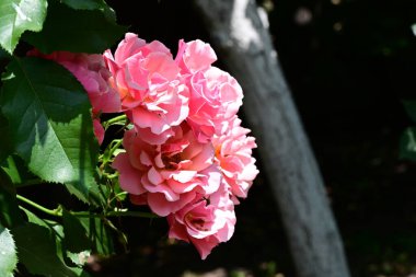 Bahçede yetişen güzel gül çalısı