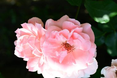 Bahçede yetişen güzel gül çalısı