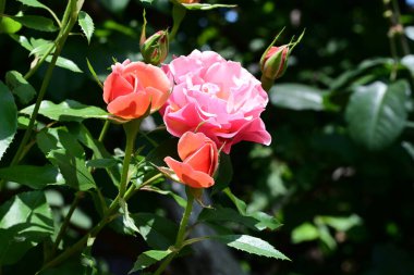 Bahçede yetişen güzel kokulu gül çalısı.