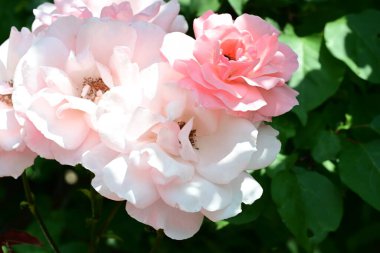 Bahçede yetişen güzel kokulu gül çalısı.