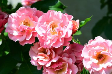 Bahçede yetişen narin gül çalılarının detaylı görüntüsü