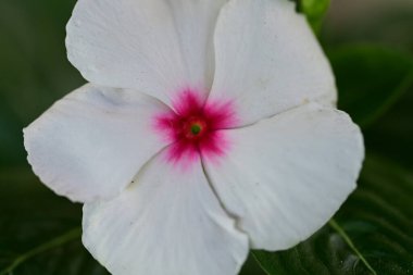 Bahçede açan güzel çiçeğin yakın görüntüsü