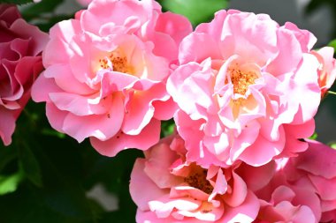 Bahçede yetişen narin gül çalılarının detaylı görüntüsü