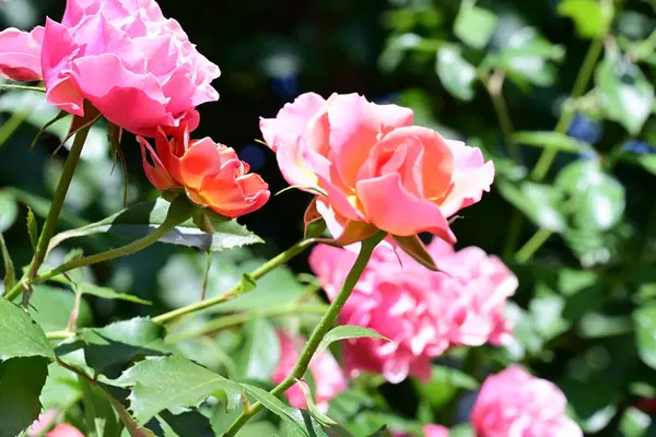 Çiçek açmış taze gül bahçesi.