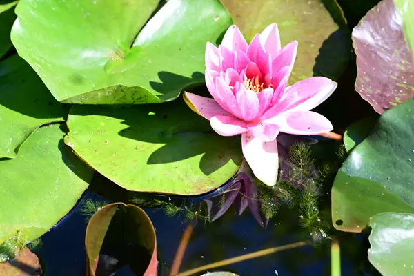 Gölette büyüyen nilüfer çiçeği