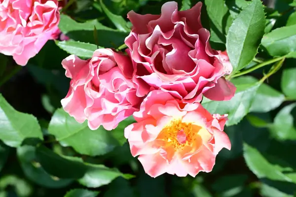 Güneş ışığı altında açan narin gül çalısı.