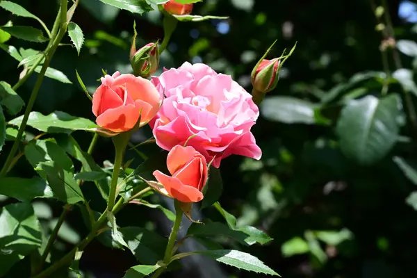 Bahçede yetişen narin gül çalılarının detaylı görüntüsü