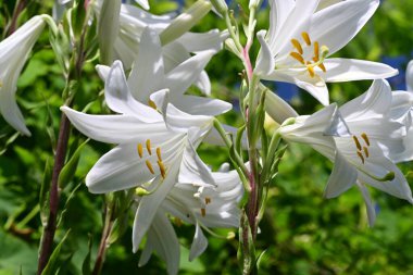 Bahçedeki güzel beyaz zambak çiçeklerine yaklaş.