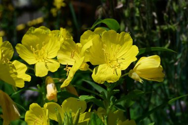 Güneşli yaz gününde bahçede büyüyen güzel çiçeklerin yakın çekimi..                        