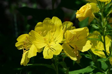 Güneşli yaz gününde bahçede büyüyen güzel çiçeklerin yakın çekimi..                        