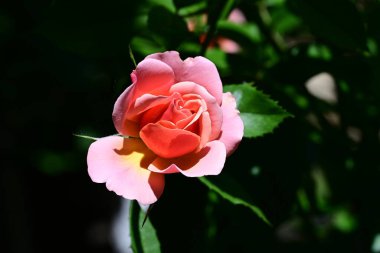 Bahçede açan pembe gül çalılarının botanik çekimi.