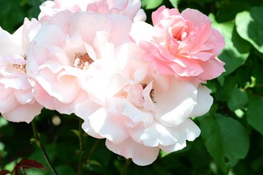 Bahçede açan pembe gül çalılarının botanik çekimi.