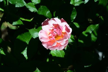 Bahçede açan pembe gül çalılarının botanik çekimi.