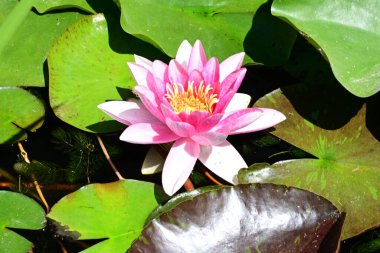 Gölette büyüyen nilüfer çiçeği