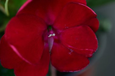 Bahçedeki kırmızı çiçek, yaz zamanı.