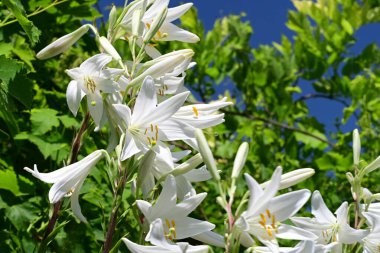 Güneşli yaz gününde bahçede büyüyen güzel çiçeklerin yakın çekimi..                        