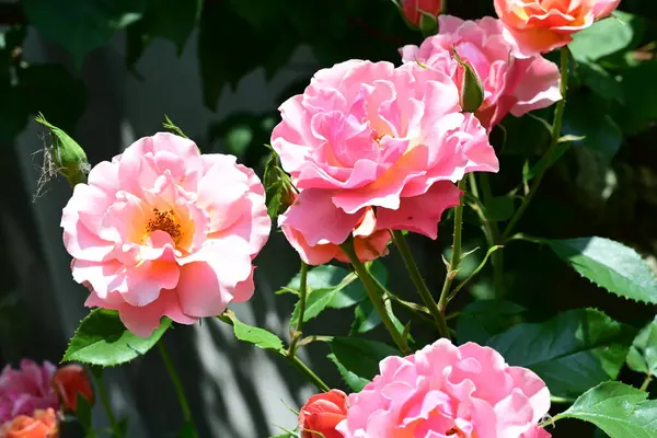 Bahçede açan pembe gül çalılarının botanik çekimi.