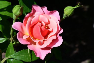 Bahçede açan pembe gül çalılarının botanik çekimi.