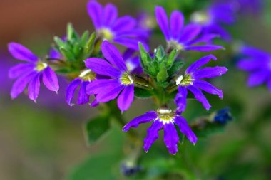 Güneşli yaz gününde bahçede büyüyen güzel çiçeklerin yakın çekimi..                        