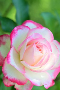 Güzel pembe gül gün ışığında çalıların üzerinde 