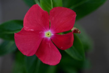 Bahçedeki kırmızı çiçek, yaz zamanı.