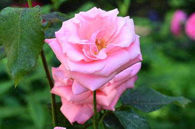 Bahçede açan pembe gül çalısı.