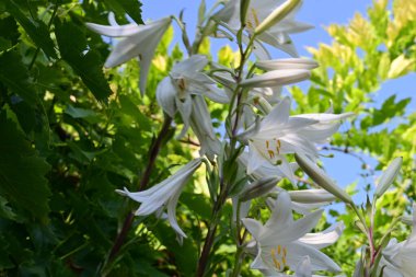 Güneşli yaz gününde bahçede büyüyen güzel çiçeklerin yakın çekimi..                        