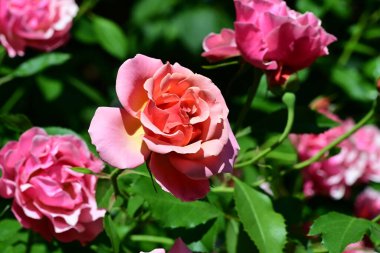 Bahçede açan pembe gül çalısı.