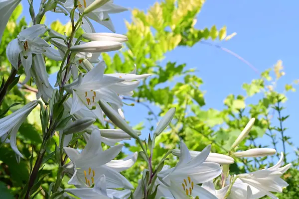 Bahar bahçesinde açan güzel çiçeklerin yakın plan görüntüsü, doğa manzarası               