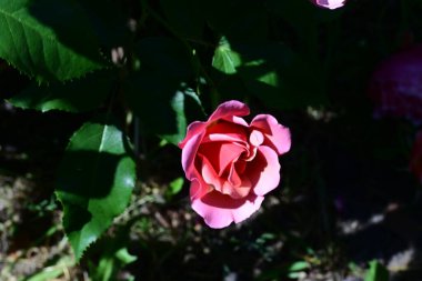 Bahçede açan pembe gül çalılarının detaylı görüntüsü