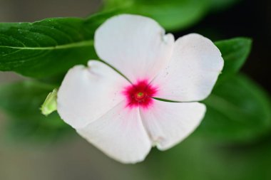 Bahçede açan güzel çiçeğin yakın görüntüsü