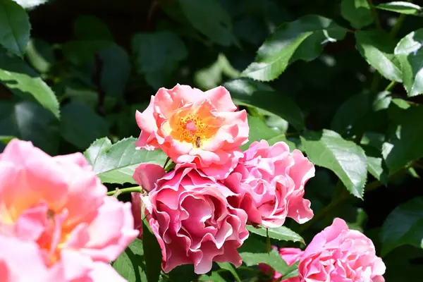 Bahçede açan pembe gül çalılarının detaylı görüntüsü