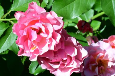 Bahçede açan pembe gül çalılarının detaylı görüntüsü