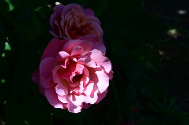 Bahçede açan pembe gül çalılarının detaylı görüntüsü