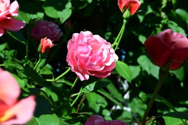 Nazik gül çalısı gün ışığında parlıyor.