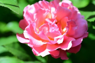 Nazik gül çalısı gün ışığında parlıyor.