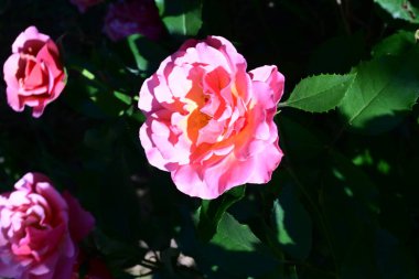 Bahçede açan güzel gül çalılarının detaylı görüntüsü