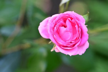 Bahçede açan güzel gül çalılarının detaylı görüntüsü