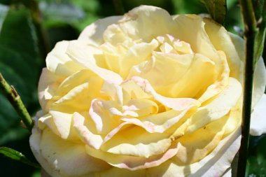 Yaz bahçesinde yetişen sarı gülü kapat..