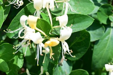 Güneşli yaz gününde bahçede büyüyen güzel çiçeklerin yakın çekimi..                        