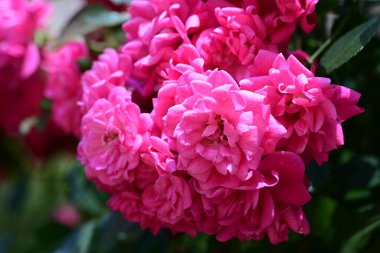 Çiçek açan gül çalılarının üzerinde yumuşak katmanlı yapraklar