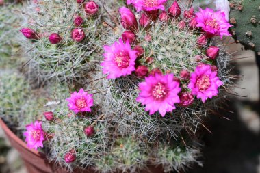 Kaktüs çiçekleri, kaktüs saksısı.