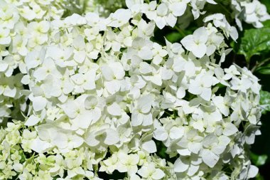 Taze beyaz ortanca çiçekleri, yakın çekim manzarası