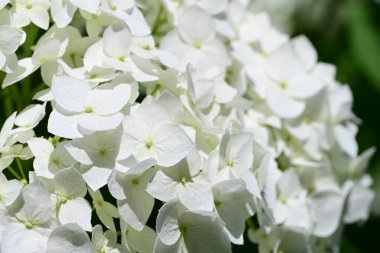 Yazın güzel beyaz ortanca çiçekleri